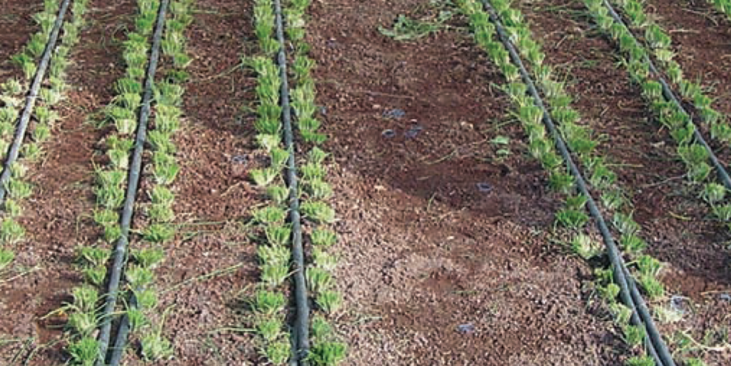 planning drip irrigation systems
