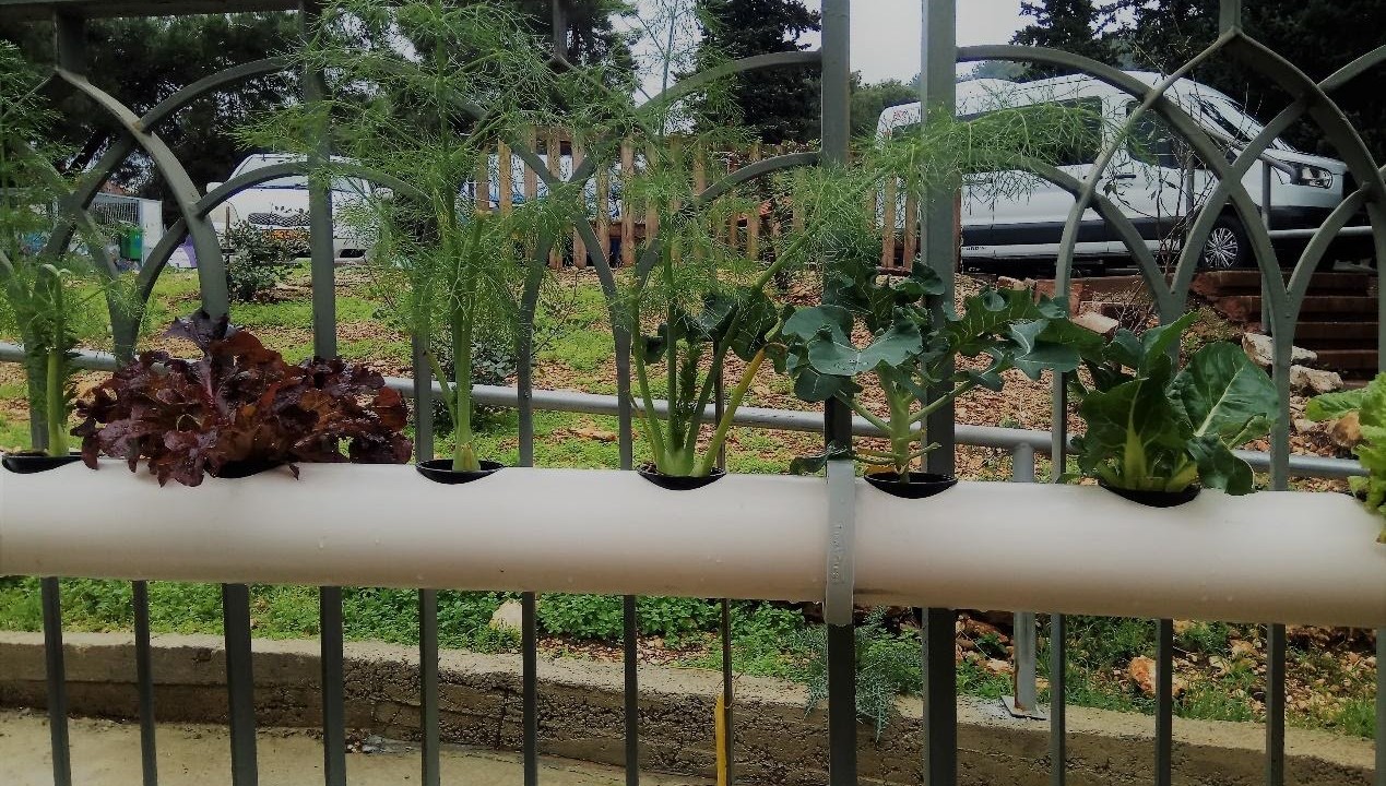 urban farming based on hydroponics